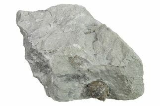 Wide Enrolled Flexicalymene Trilobite - Indiana #294944