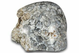 Polished Fossil Coral Head - Indonesia #293831