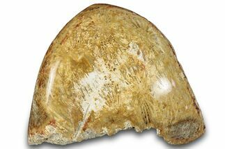 Polished Fossil Coral Head - Indonesia #293836