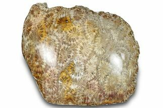 Polished Fossil Coral Head - Indonesia #293838