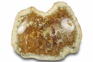 Polished Fossil Coral Head - Indonesia #293844