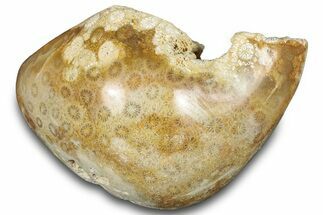 Polished Fossil Coral Head - Indonesia #293846