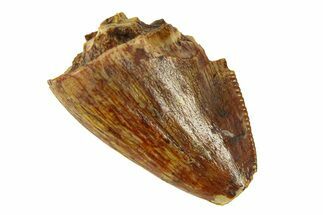 Bargain, Fossil Phytosaur (Redondasaurus) Tooth - New Mexico #294971