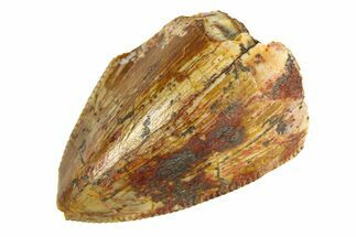 Serrated, Fossil Phytosaur (Redondasaurus) Tooth - New Mexico #294974