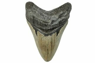 Serrated, Fossil Megalodon Tooth - North Carolina #295064