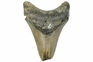 Serrated, Fossil Megalodon Tooth - North Carolina #295096