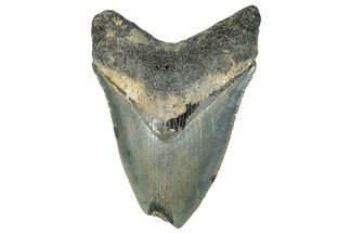Serrated, Fossil Megalodon Tooth - North Carolina #295132