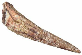 Fossil Pterosaur (Siroccopteryx) Tooth - Morocco #295160