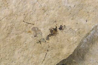 Detailed Fossil Fly (Diptera) - Bois d’Asson, France #295299