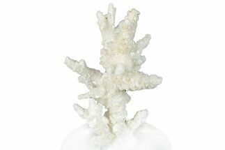 Intricate, Fluorescent Aragonite Formation - Nevada #295283