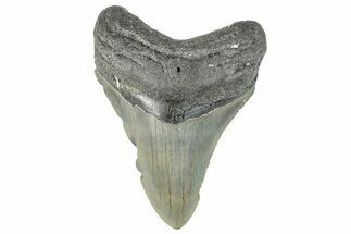 Serrated, Fossil Megalodon Tooth - North Carolina #295292