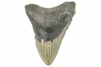 Bargain, Fossil Megalodon Tooth - North Carolina #295310