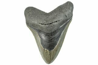 Serrated, Fossil Megalodon Tooth - North Carolina #295325