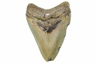 Serrated, Fossil Megalodon Tooth - North Carolina #295326