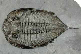 Dalmanites Trilobite Fossil - New York #295599