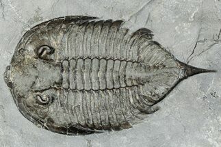 Dalmanites Trilobite Fossil - New York #295600