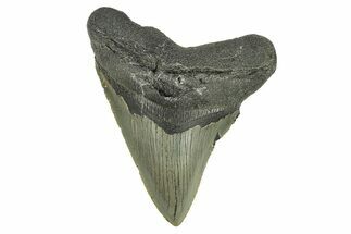 Serrated, Fossil Megalodon Tooth - North Carolina #295363