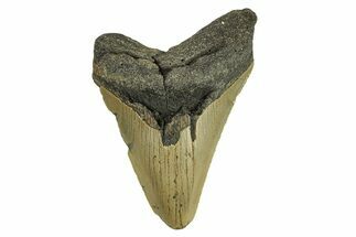 Serrated, Fossil Megalodon Tooth - North Carolina #295369