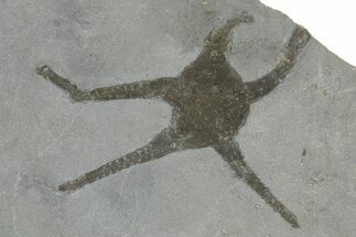 Silurian Fossil Brittle Star (Protaster) - New York #295515