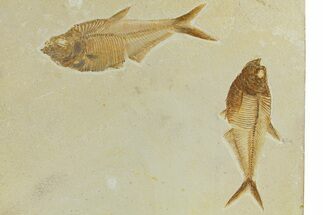 Plate of Two Fossil Fish (Diplomystus) - Wyoming #295609