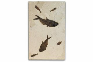 Green River Fossil Fish Mural with Two Large Diplomystus #295663
