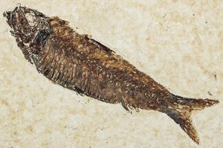 Fossil Fish (Knightia) - Wyoming #295629