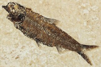 Fossil Fish (Knightia) - Wyoming #295632