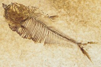 Juvenile Fossil Fish (Diplomystus) - Wyoming #295642