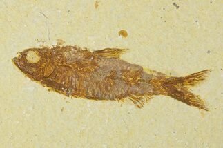 Fossil Fish (Knightia) - Wyoming #295519