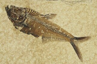 Fossil Fish (Diplomystus) - Wyoming #295687