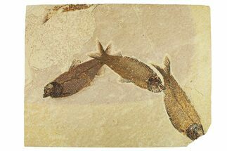 Plate of Three Fossil Fish (Knightia) - Wyoming #295711