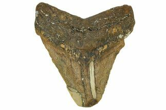 Bargain, Juvenile Megalodon Tooth - South Carolina #295395