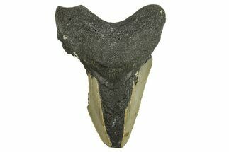 Bargain, Fossil Megalodon Tooth - Serrated Blade #295403