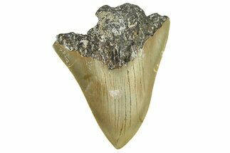 Bargain, Fossil Megalodon Tooth - Serrated Blade #295404