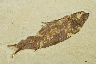 Fossil Fish (Knightia) - Wyoming #295680