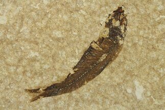 Fossil Fish (Knightia) - Wyoming #295690