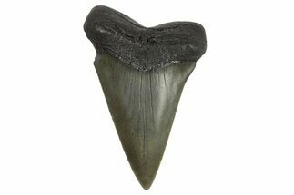 Fossil Broad-Toothed Mako Tooth - South Carolina #295767