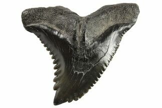 Snaggletooth Shark (Hemipristis) Tooth - South Carolina #295778