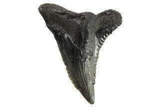Snaggletooth Shark (Hemipristis) Tooth - South Carolina #295781