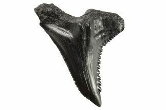 Snaggletooth Shark (Hemipristis) Tooth - South Carolina #295784