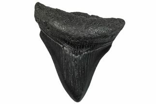 Juvenile Megalodon Tooth - South Carolina #295836