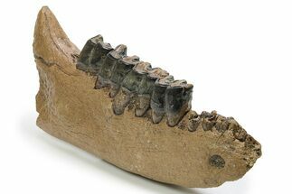 Fossil Rhino (Coelodonta) Right Mandible - Hungary #295837
