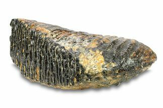 Woolly Mammoth Upper M Molar - North Sea Deposits #295865