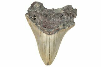 Bargain, Fossil Megalodon Tooth - Serrated Blade #295415