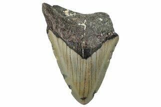 Bargain, Fossil Megalodon Tooth - Serrated Blade #295439