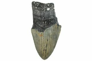 Bargain, Fossil Megalodon Tooth - North Carolina #295463