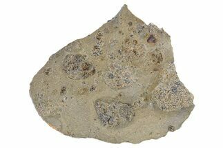 Eucrite Meteorite Slice ( g) - Jikharra #296007