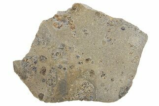 Eucrite Meteorite Slice ( g) - Jikharra #296014