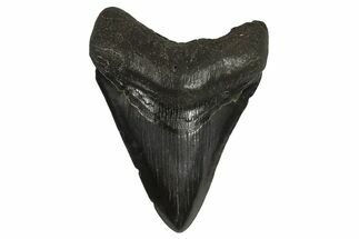 Fossil Megalodon Tooth - South Carolina #295897
