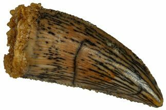 Serrated, Raptor Tooth - Real Dinosaur Tooth #295956